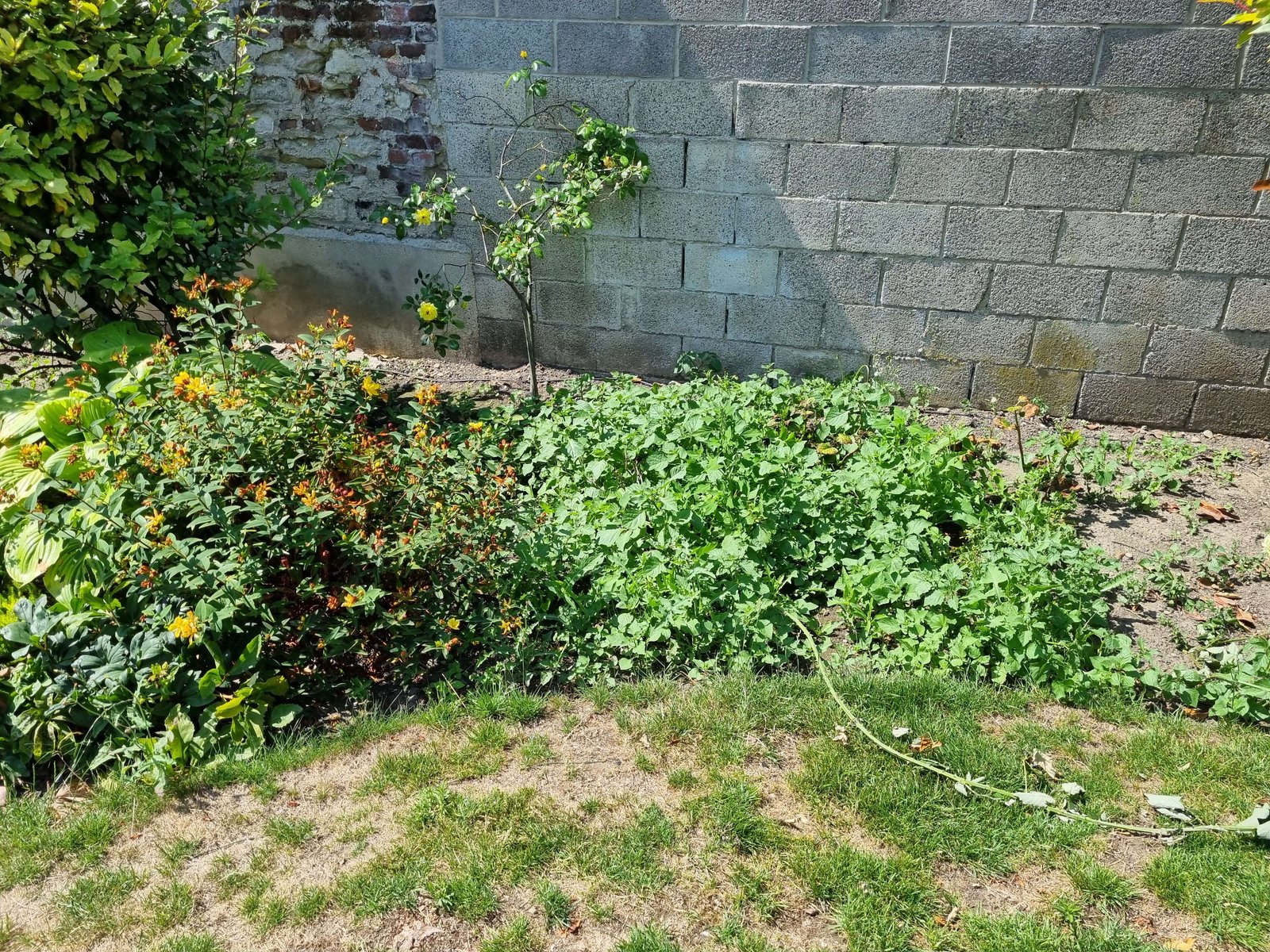 Terrain en friche avec herbes hautes et ronces le long d'un mur, avant débroussaillage